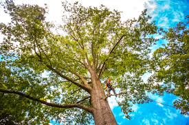 Mannford, OK Tree Care Company